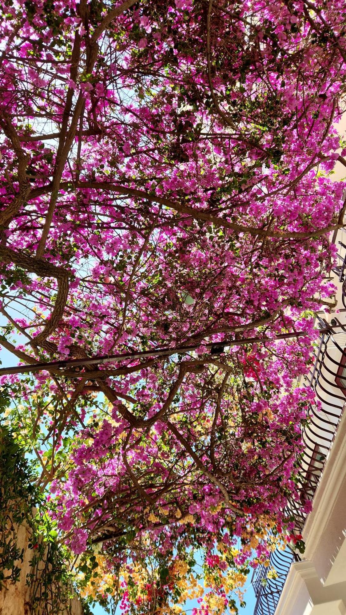 Hotel Begonvil Κας Εξωτερικό φωτογραφία